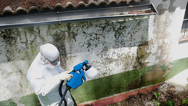 Trusted Mold Remediation service in North Fort Myers, FL - Cheap Mold Removal